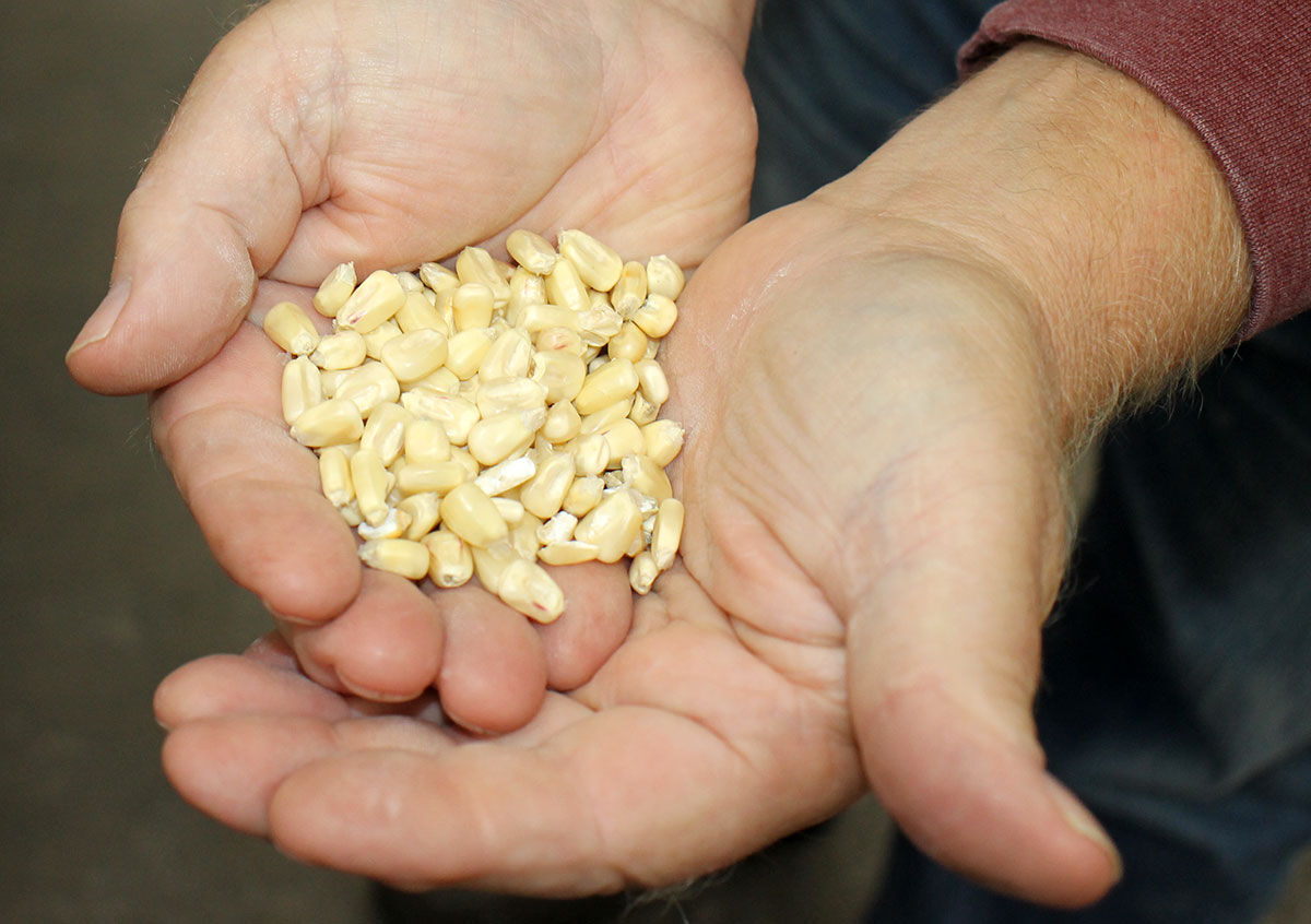 Wheat in hand